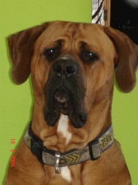 Onze Tosa Inu Onze Tosa Inu
